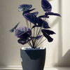 Plantă artificială violetă, 75 cm – cu tulpină lungă și frunze mari, ideală pentru decor de lux, atât la interior, cât și la exterior, completată cu flori, ghiveci și pietriș decorativ.