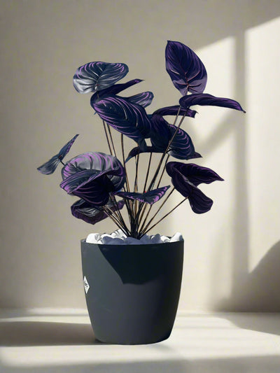 Plantă artificială violetă, 75 cm – cu tulpină lungă și frunze mari, ideală pentru decor de lux, atât la interior, cât și la exterior, completată cu flori, ghiveci și pietriș decorativ.