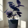 Plantă artificială violetă, 75 cm – cu tulpină lungă și frunze mari, ideală pentru decor de lux, atât la interior, cât și la exterior, completată cu flori, ghiveci și pietriș decorativ.