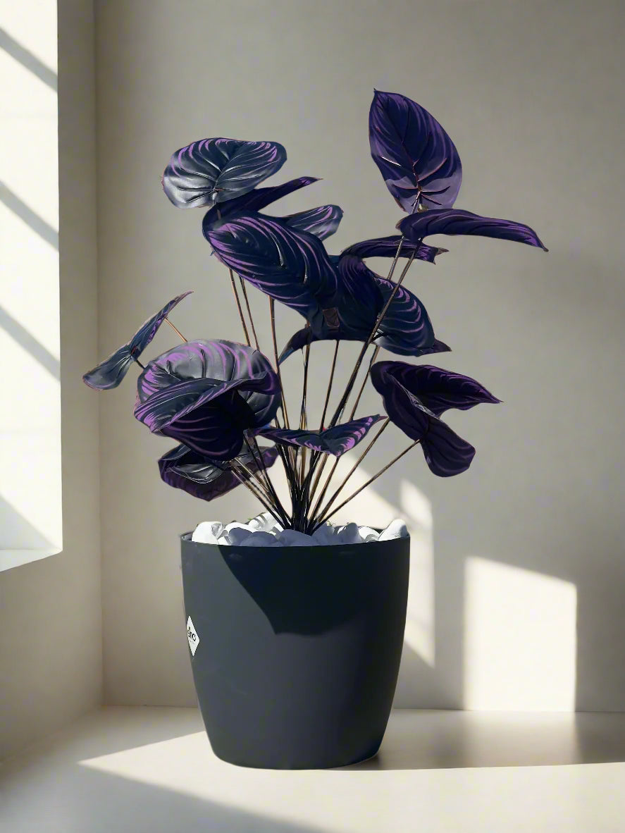 Plantă artificială violetă, 75 cm – cu tulpină lungă și frunze mari, ideală pentru decor de lux, atât la interior, cât și la exterior, completată cu flori, ghiveci și pietriș decorativ.